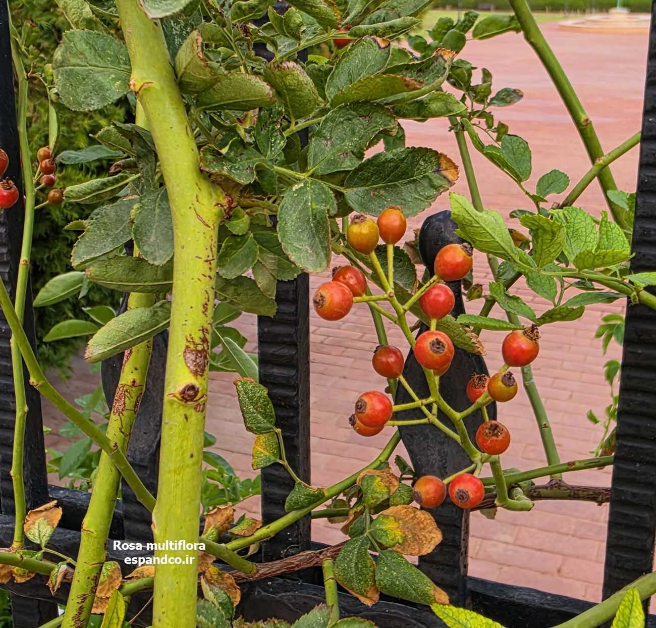  بذر رز خوشه ای 
